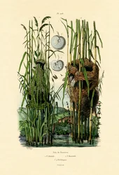 Cisticola dei canneti